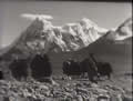 チベットの高原